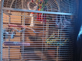 I have a green cheek conure