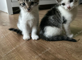 2 girls kittens. Ready to go .