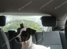 Jack russle