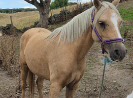 Welsh sec b mare