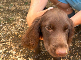 Beautiful cocker spaniel boys  3 mouths old