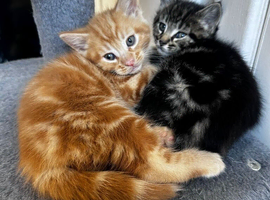 4 mixed breed little kittens