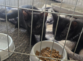 2 kittens available