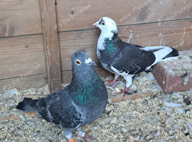 Pigeons
