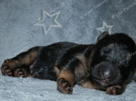 KC QUALITY GERMAN SHEPHERD PUPPIES