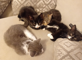 Mixed litter of kittens ready for loving homes
