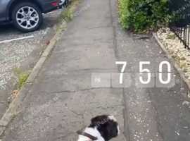 dog walking with brooke