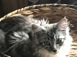 Maine coon kitten