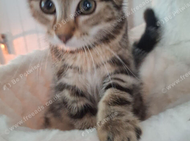 2 male kittens