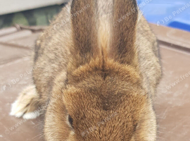 Baby Netherland Dwarf Buck
