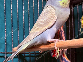 Young Budgies 10/12 Weeks PLEASE READ AD