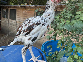 Aseel Asil stag for sale