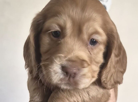 Cocker Spaniel puppies for sale
