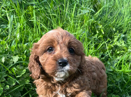 Cavapoo girl puppy