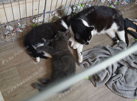 2 little kittens