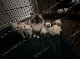Ragdolls kittens