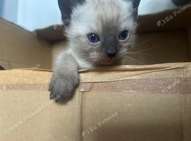 Kittens ready to go to a good home