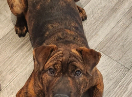Shar pei x Cane corso