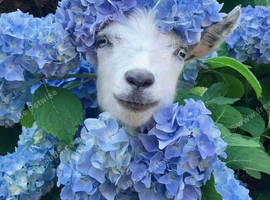 Mid Devon - Welter - Anglo nubian, Boer or hand / bottle reared friendly (full size goat breeds).