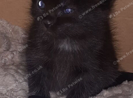 Kittens for sale