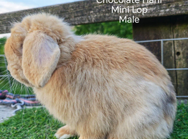 Various Adult Mini Lop