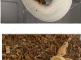 Urgent Last 2 royal python snakes