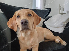 Kc reg labrador girl