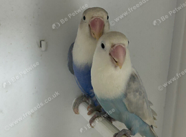 Love birds