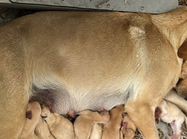 Beautiful KC Reg Puppies from Health Tested Parents