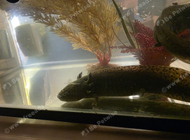 Two brown male axolotls