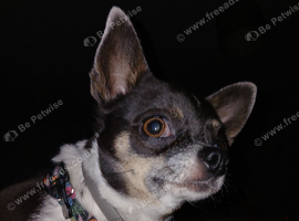 Chihuahua bitch - Looking for stud