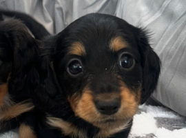 Long Hair Mini Dachshunds