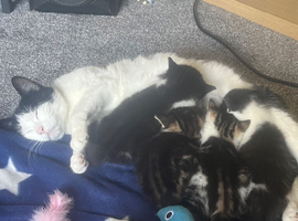4 cute fluffy shorthair kittens available
