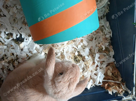 2 lovely male rabbits