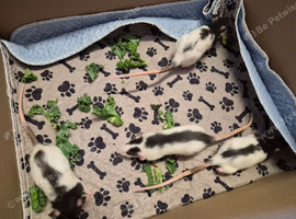 8 baby fancy rats for sale