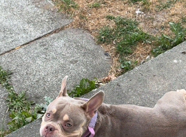 Narla micro bully