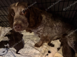 6 cocker spaniel pups for sale