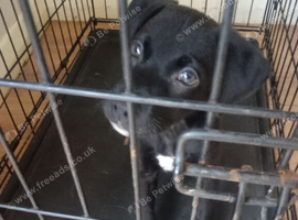 Beautiful 8 week old male Frenchie cross spaniel cross