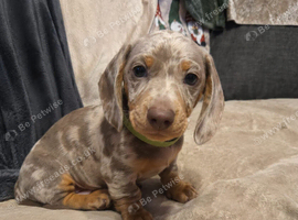 Stunning Litter of Miniature Dachshund Puppies