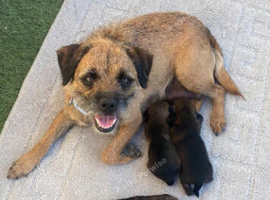 Border-terrier pups reddy to go