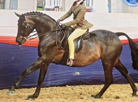 Pony club school master Royal anise