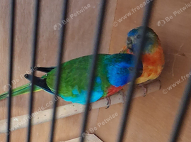 Splendid Parakeets