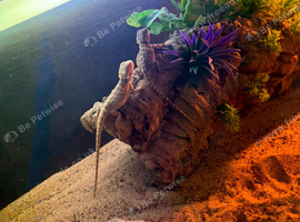 Bearded dragon with full set up