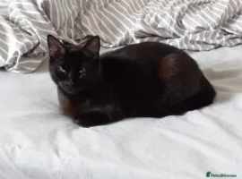 Black female cat needs rehoming