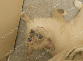 Male ragdoll looking fir a home