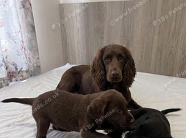 Beautiful cocker spaniels
