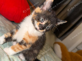 Adorable cute cat