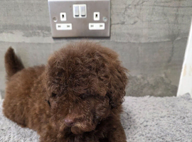 Poodle puppies