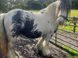 Splash the Chunky cob