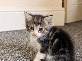 4 Adorable Kittens Looking for Their Forever Homes in Manchester